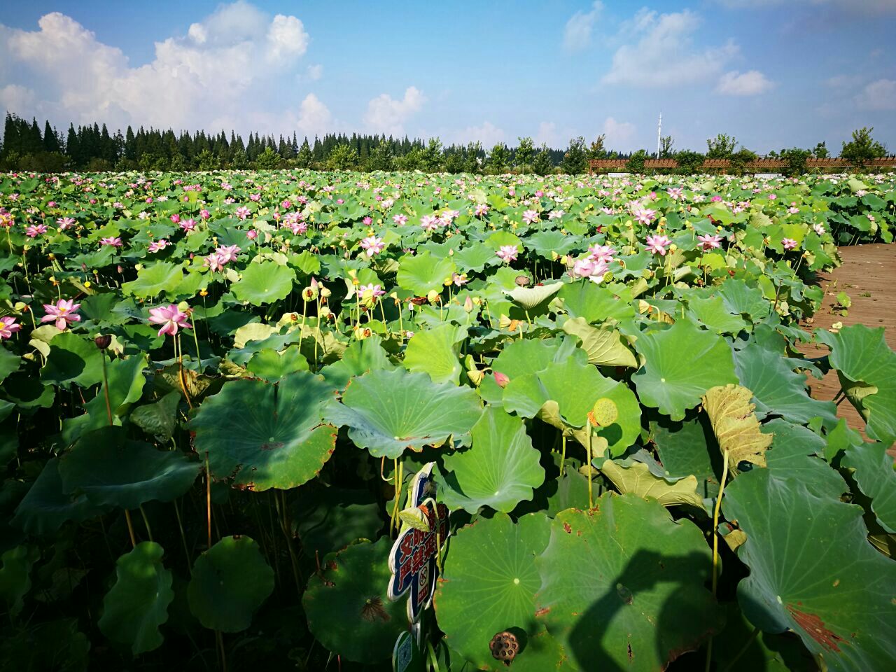 上海崇明荷花博览园位于崇明岛西端,面对西沙国家湿地公园,园内修建了