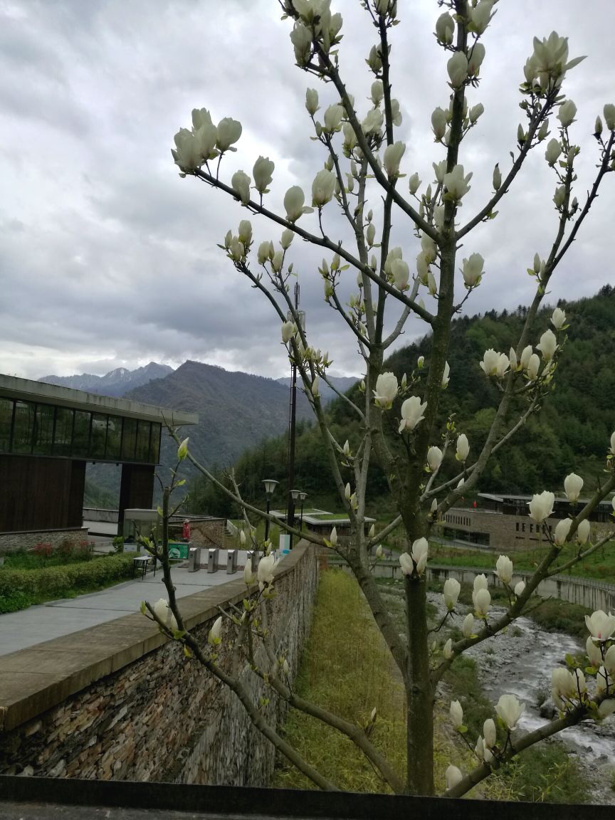 卧龙中华大熊猫苑神树坪基地