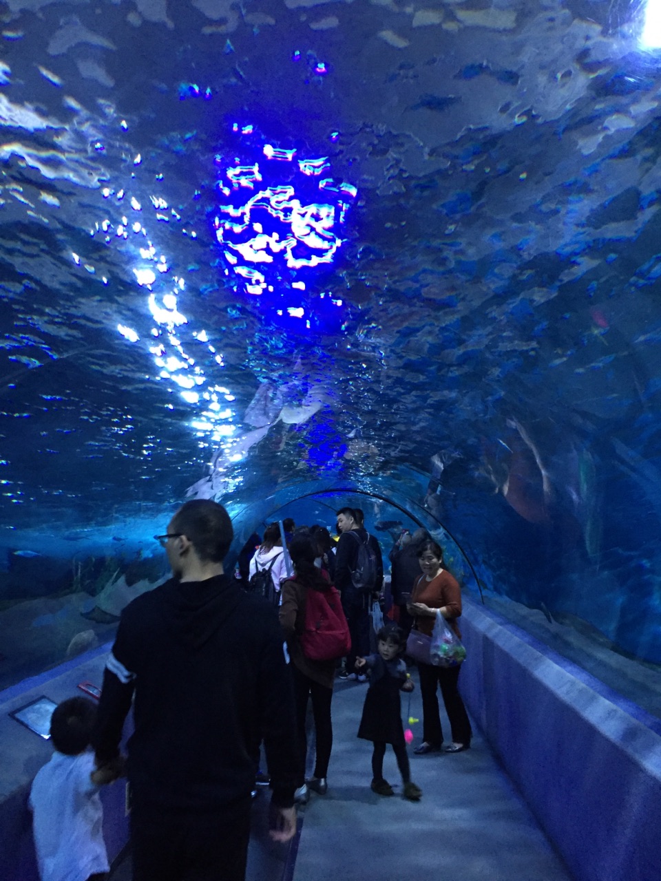 壁纸 海底 海底世界 海洋馆 水族馆 960_1280 竖版 竖屏 手机