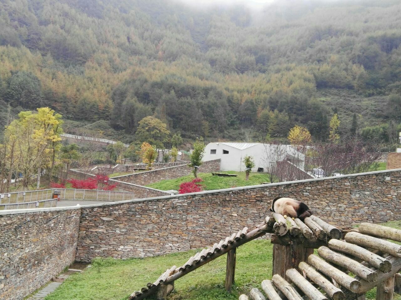 卧龙中华大熊猫苑神树坪基地