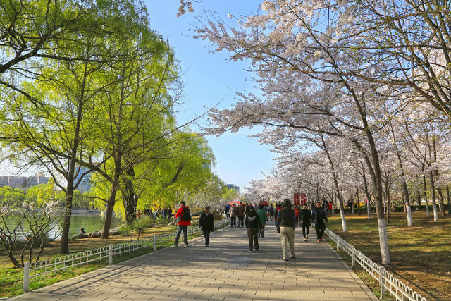 2022玉渊潭公园游玩攻略,公园主要景区由西部樱花园【去哪儿攻略】
