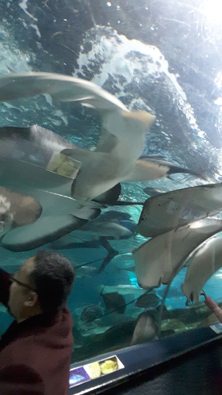 2019上海海洋水族馆_旅游攻略_门票_地址_游记点评