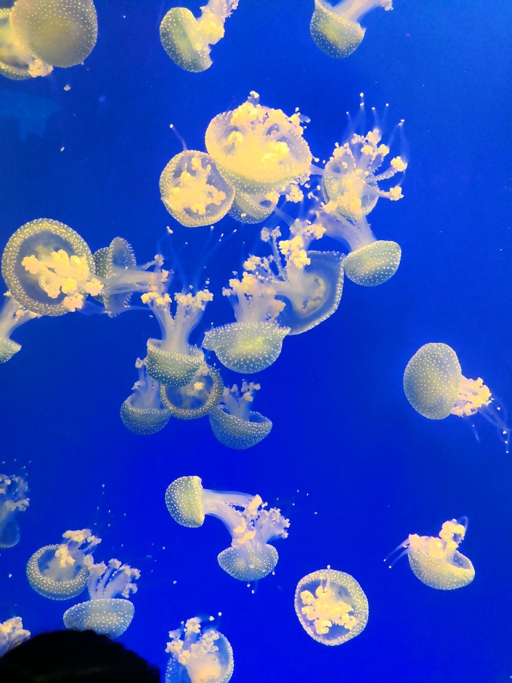 上海海洋水族馆
