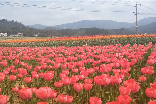 安庆灵山石树景区攻略-灵山石树景区门票价格多少钱