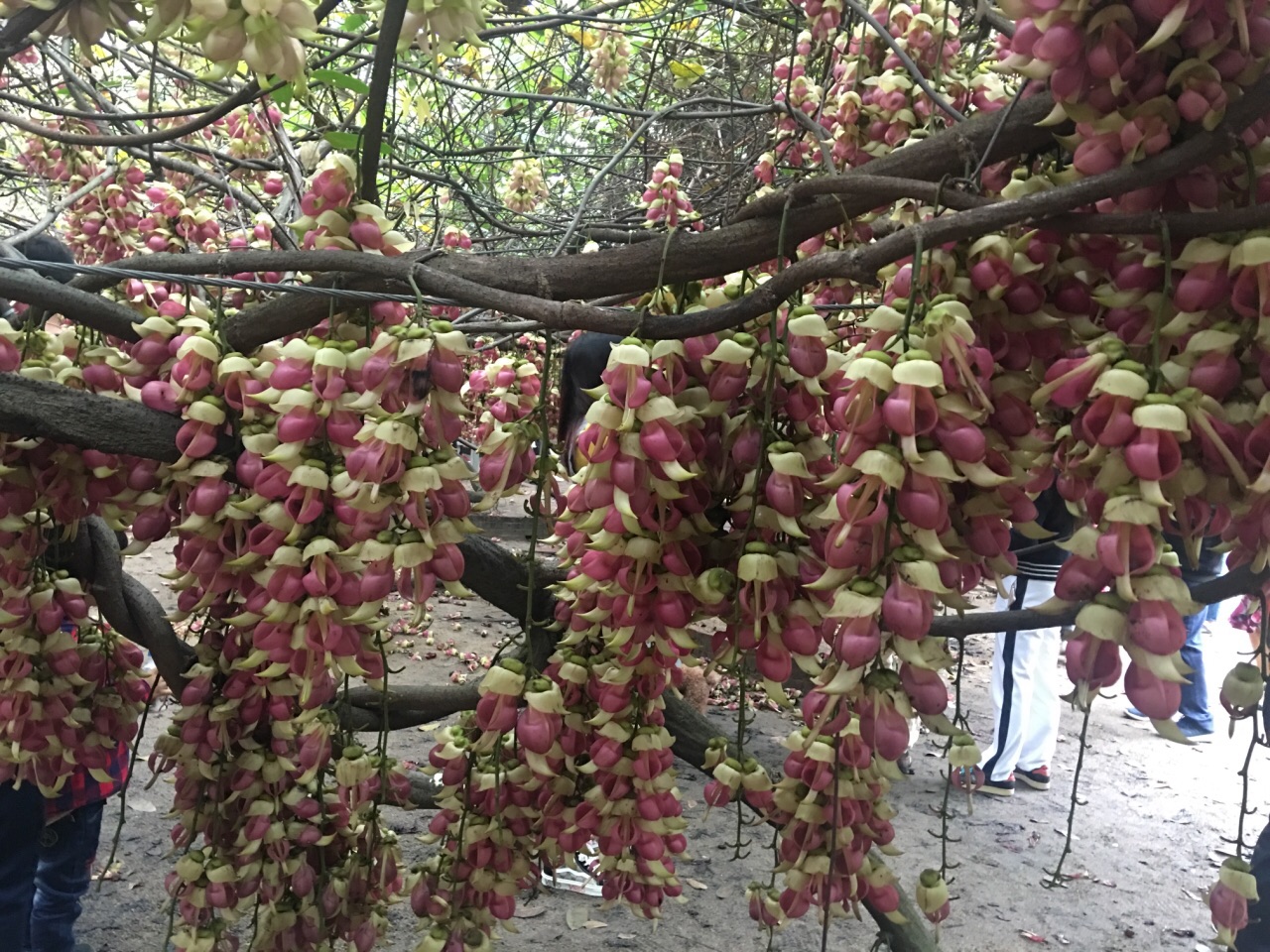 清远市(市花)禾雀花基地