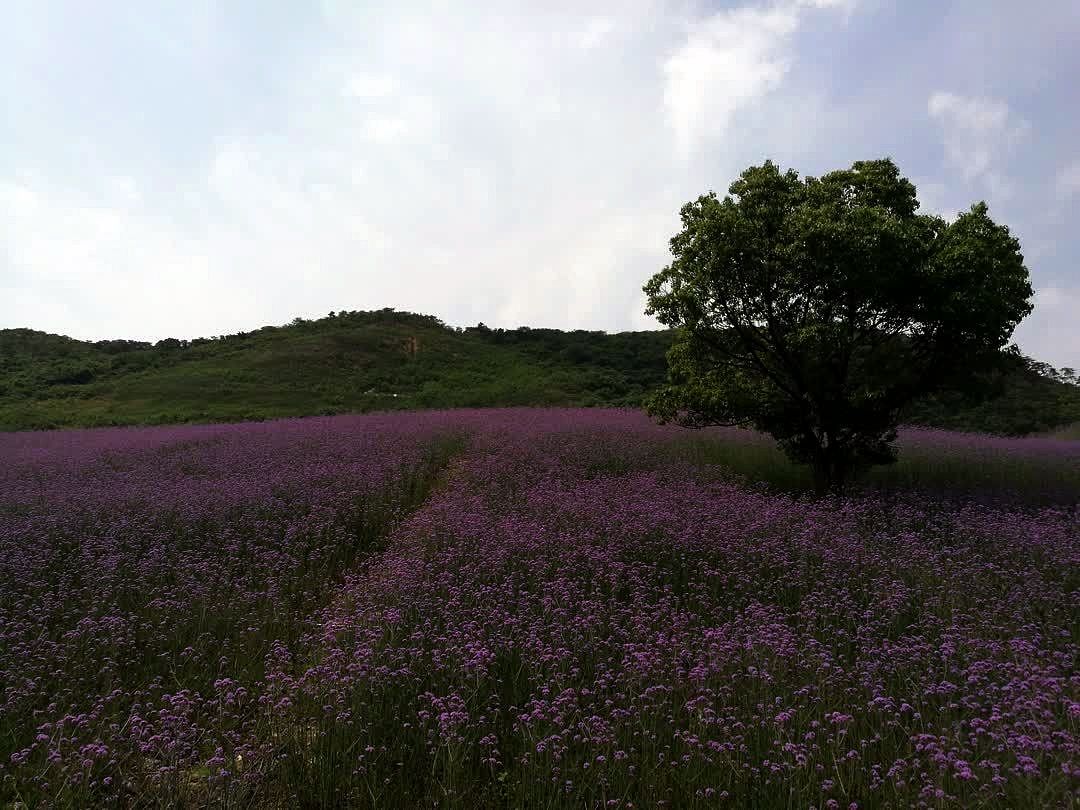 长山薰衣草庄园