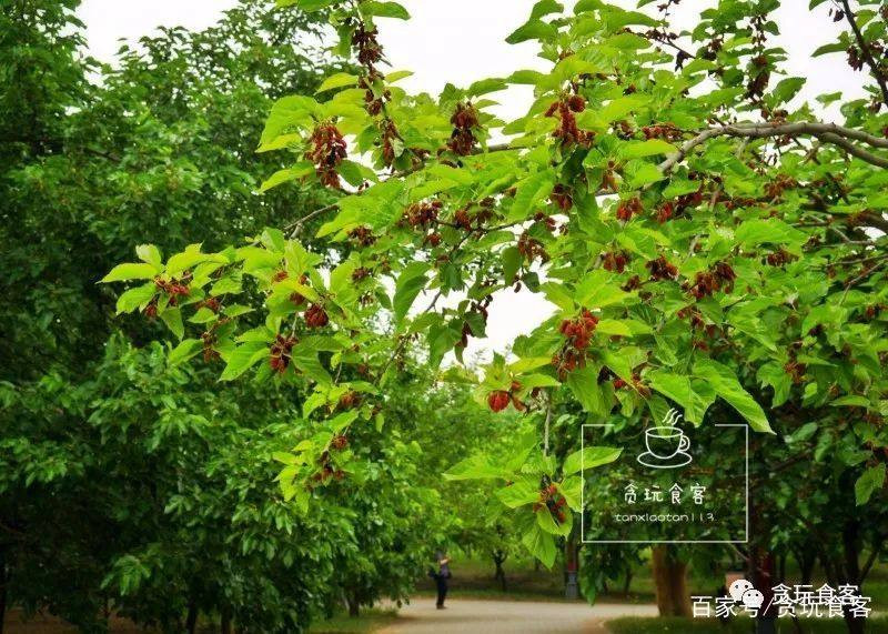 华北最大独有的古桑园里,藏着三棵皇封古桑树!