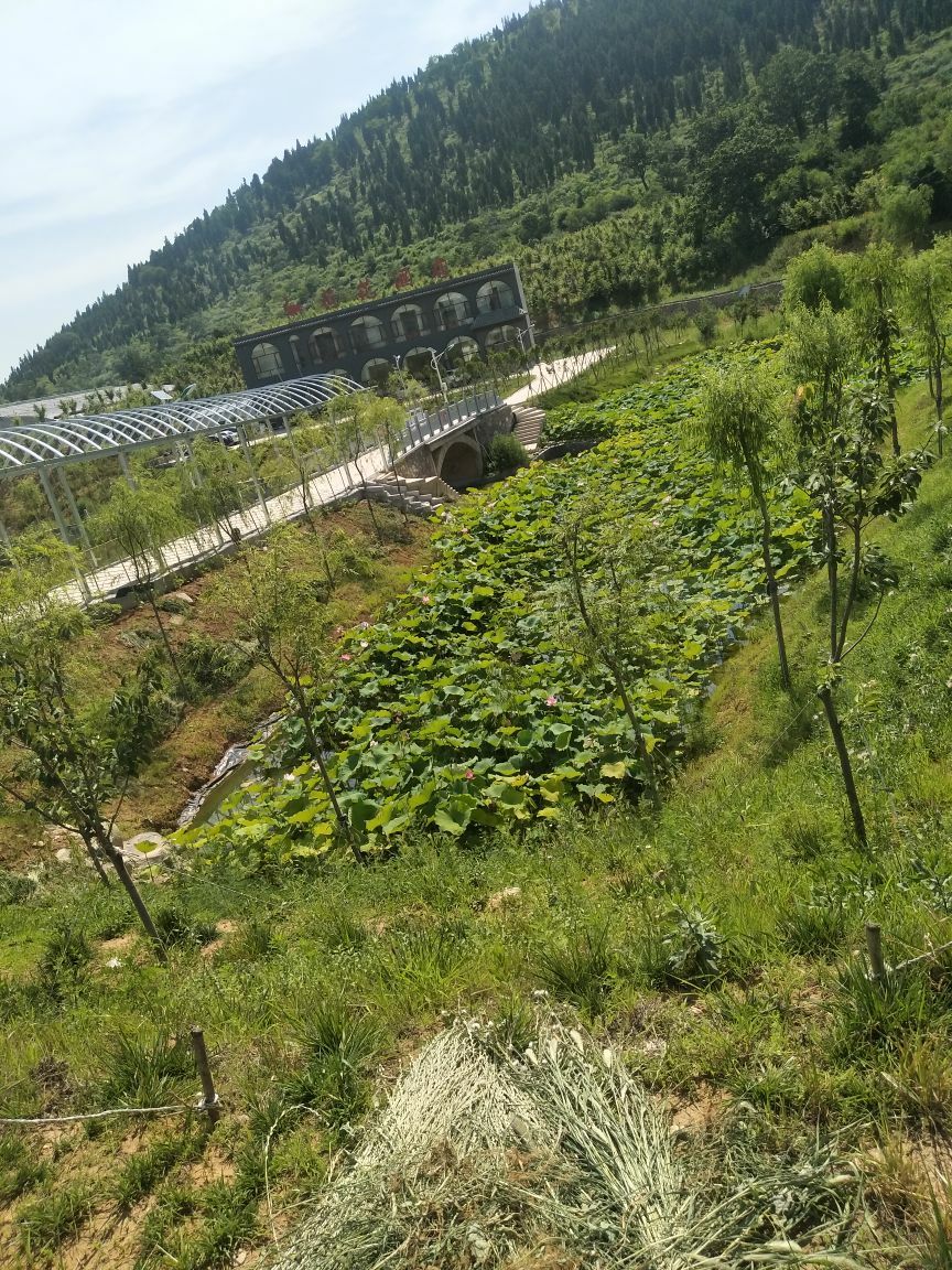 【携程攻略】青州王府荷花窑洞度假区景点,还不错,通票玩下来大约半天