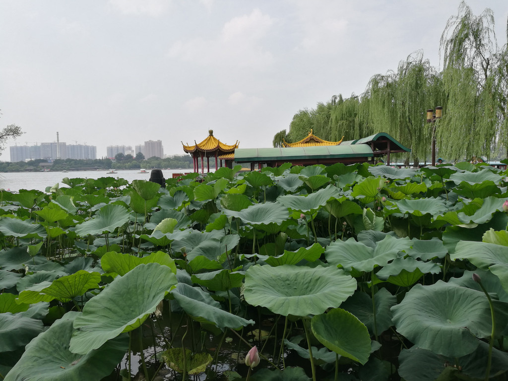 四面荷花三面柳,一城山色半城湖说的就是大明湖的美景了.