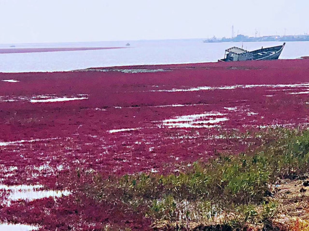 盘锦红海滩风景区