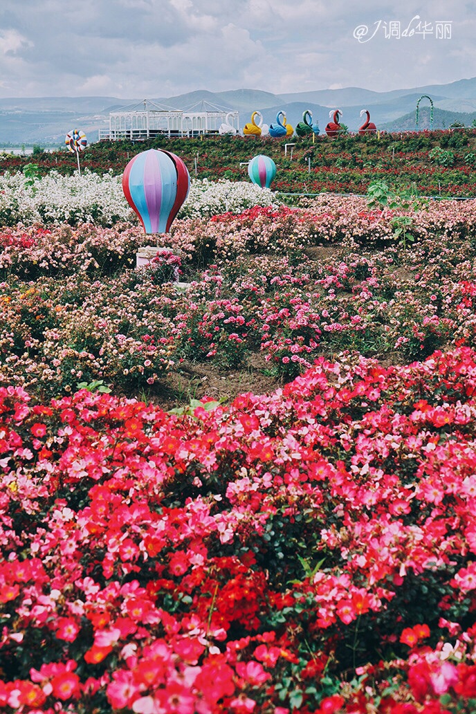 玉龙花花色玫瑰庄园攻略,玉龙花花色玫瑰庄园门票/游玩攻略/地址/图片