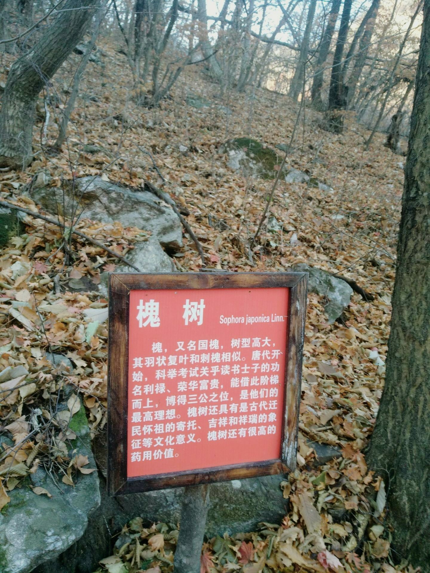 一方面回忆一下历史,一方面热热身,从抗联遗址回来,就往龙道沟走,顺溪