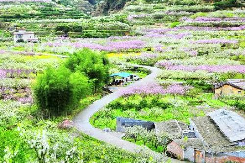 九峰镇花海