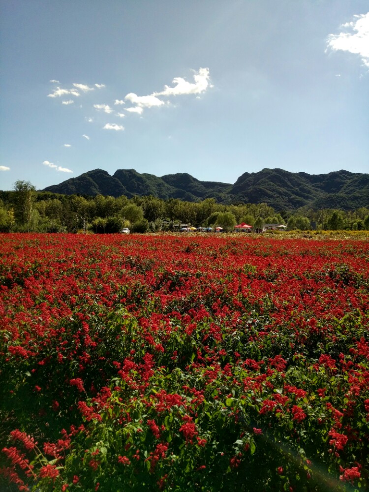 2019四季花海_旅游攻略_门票_地址_游记点评,延庆旅游