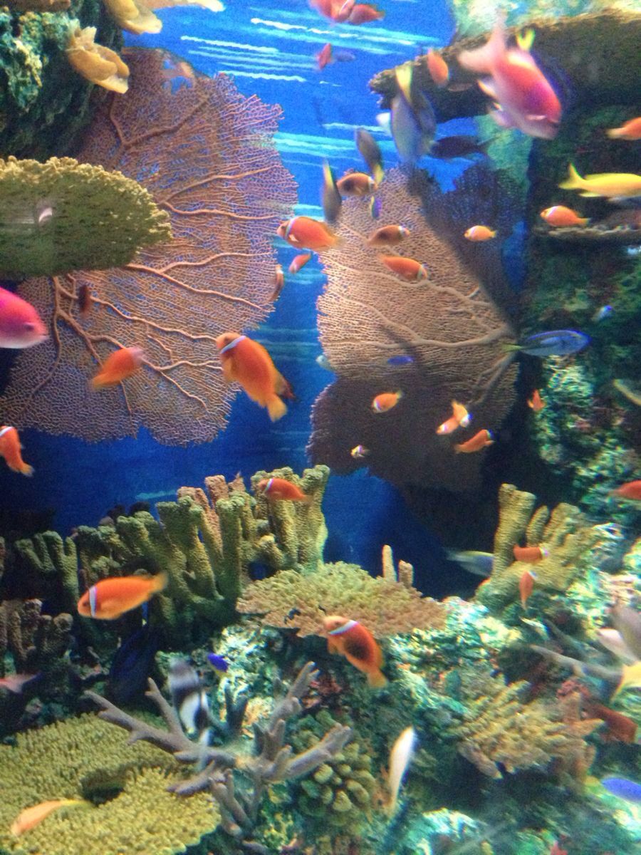 上海海洋水族馆