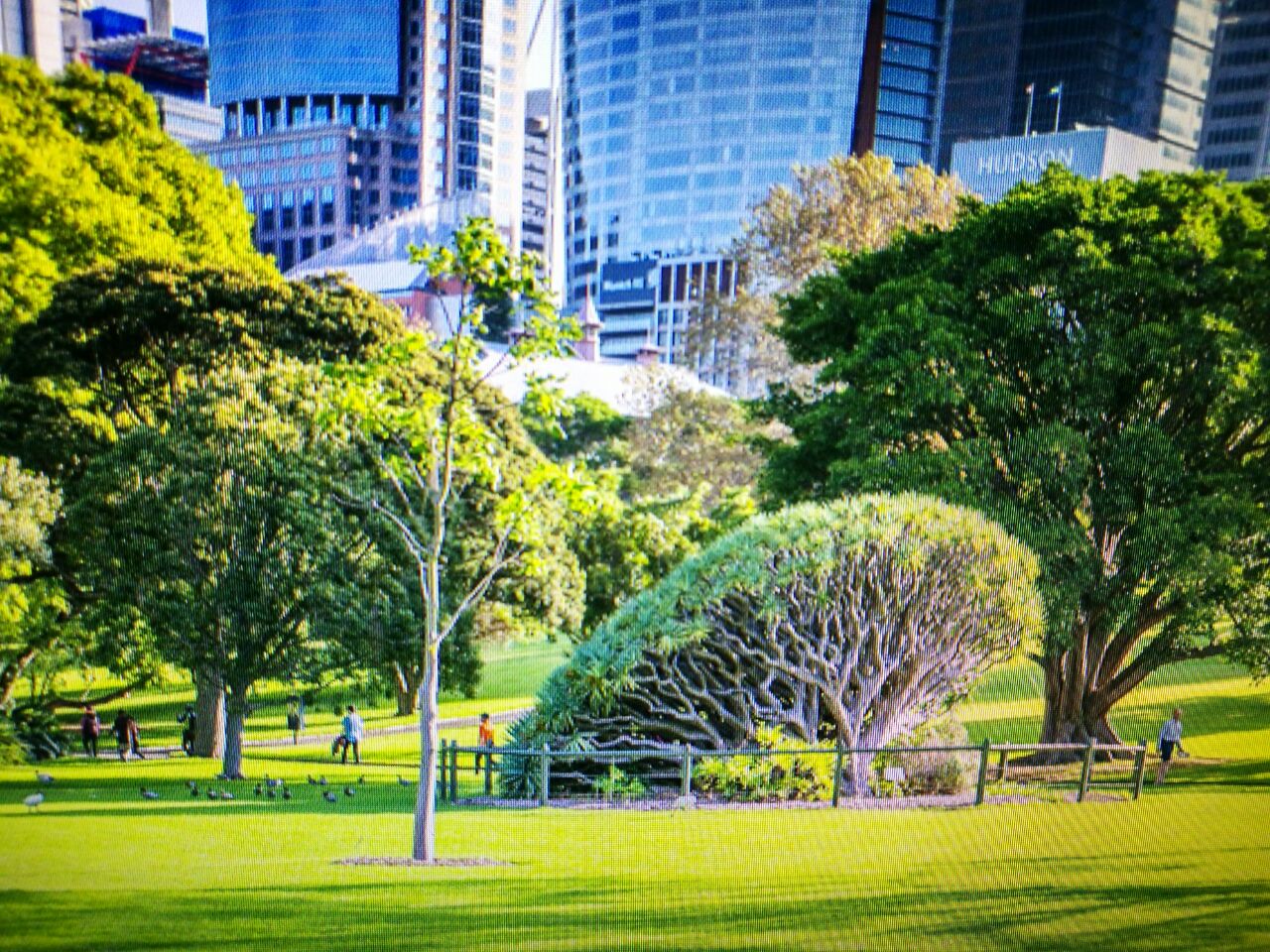 Royal Botanic Garden and the Domain | Sydney, Australia - Official ...