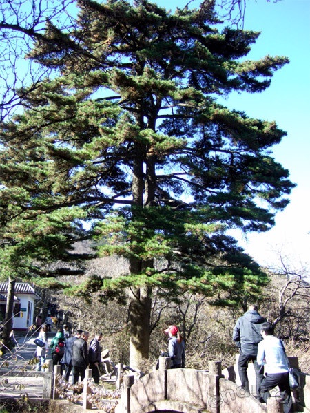 黄山风景区连理松好玩吗,黄山风景区连理松景点怎么样