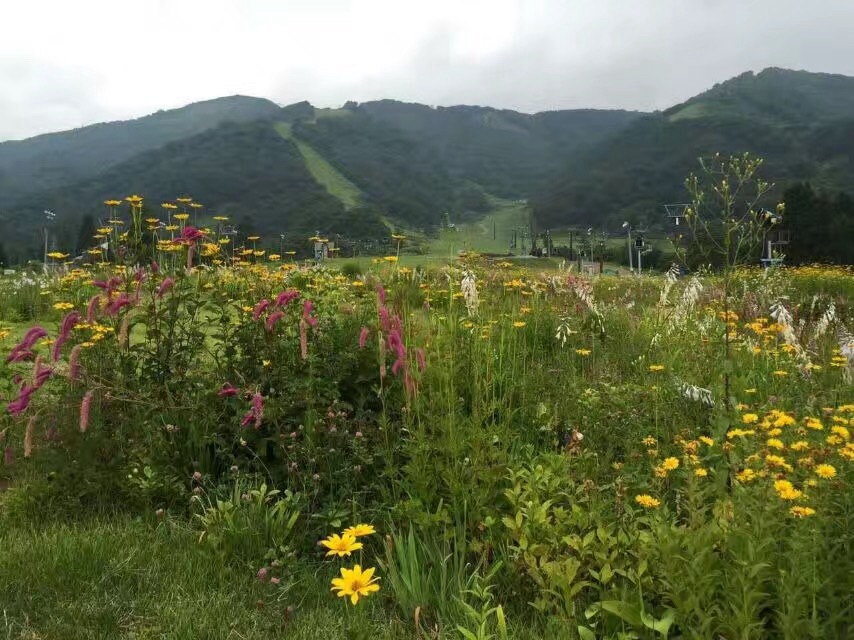 2020白马村-旅游攻略-门票-地址-问答-游记点评,白马村旅游旅游景点