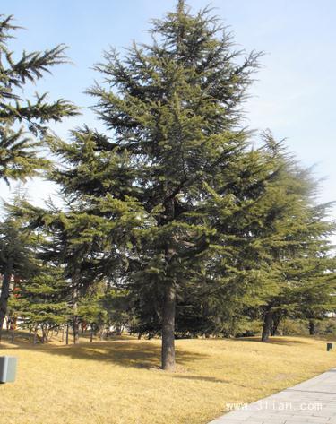 烟墩山公园