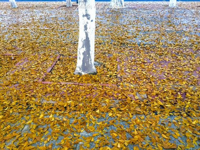 行道树下,一地落叶