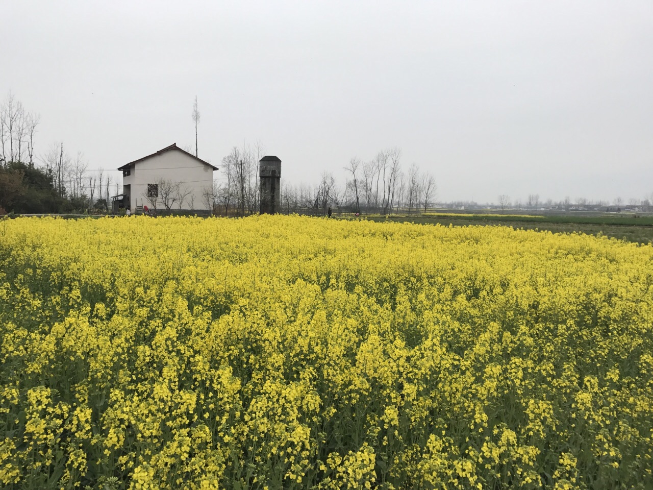 2022汉中油菜花海游玩攻略,不如现在的花看起来更鲜艳