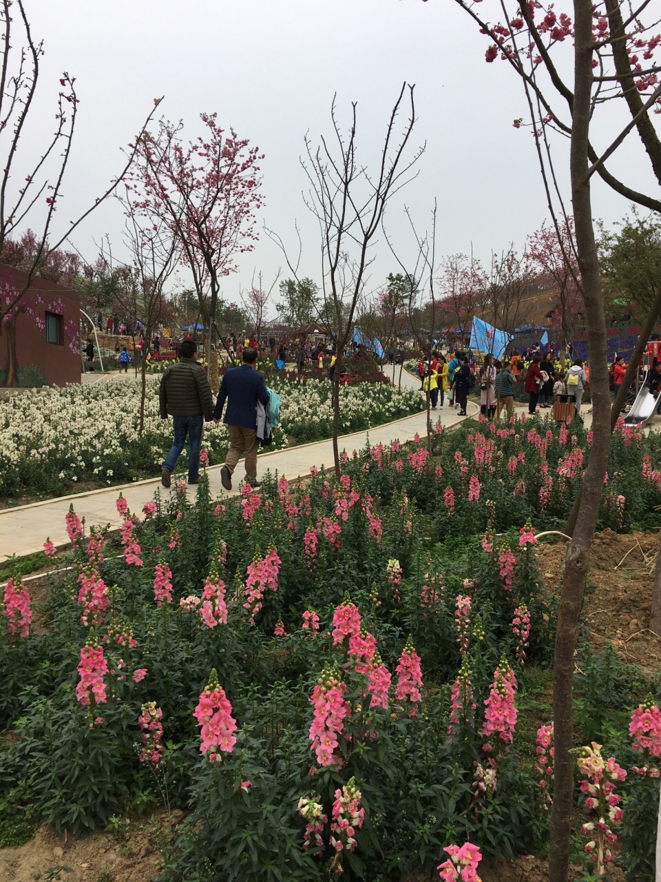 绵阳盛世樱花悠乐谷