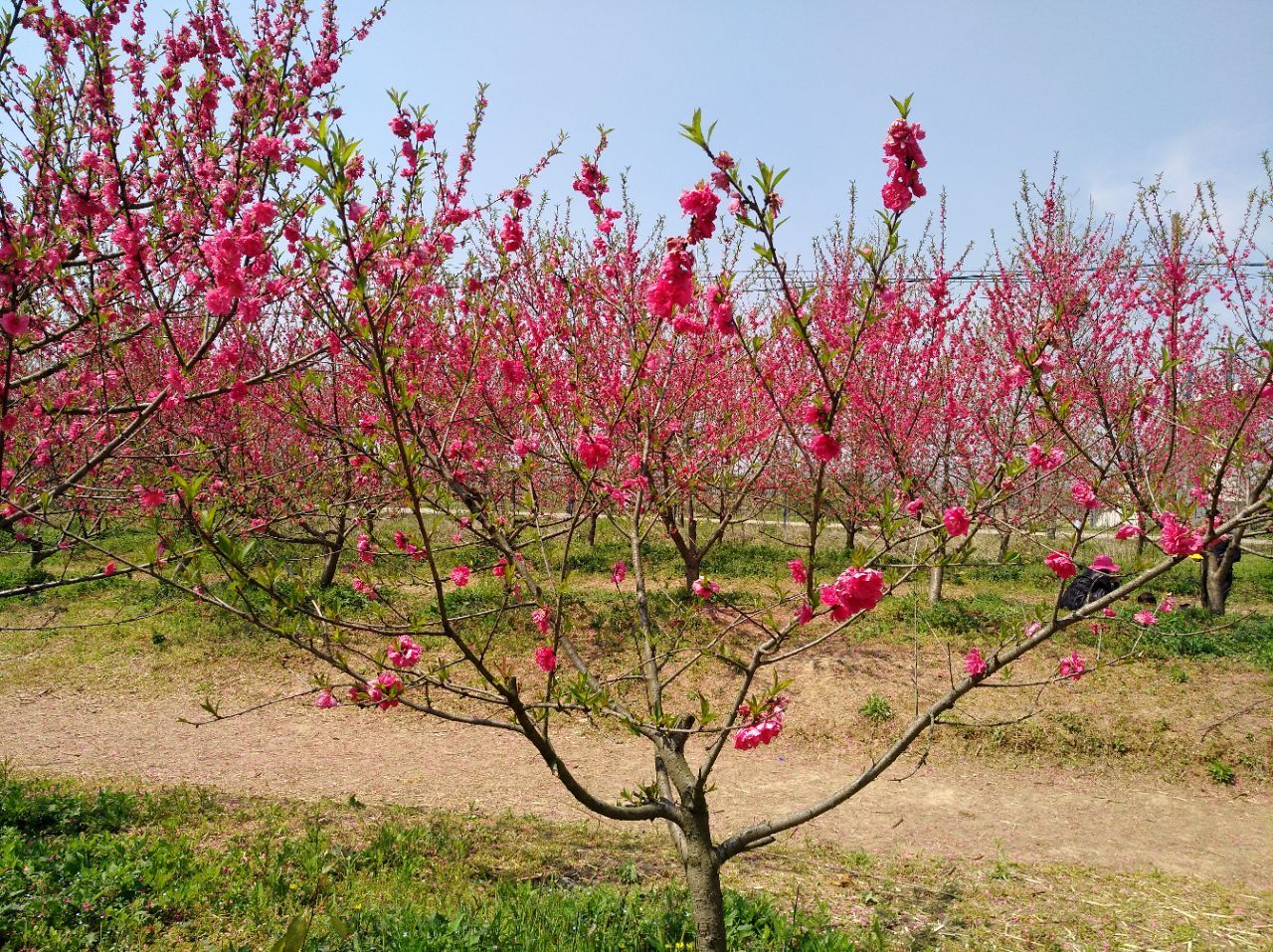 三十岗桃蹊农场