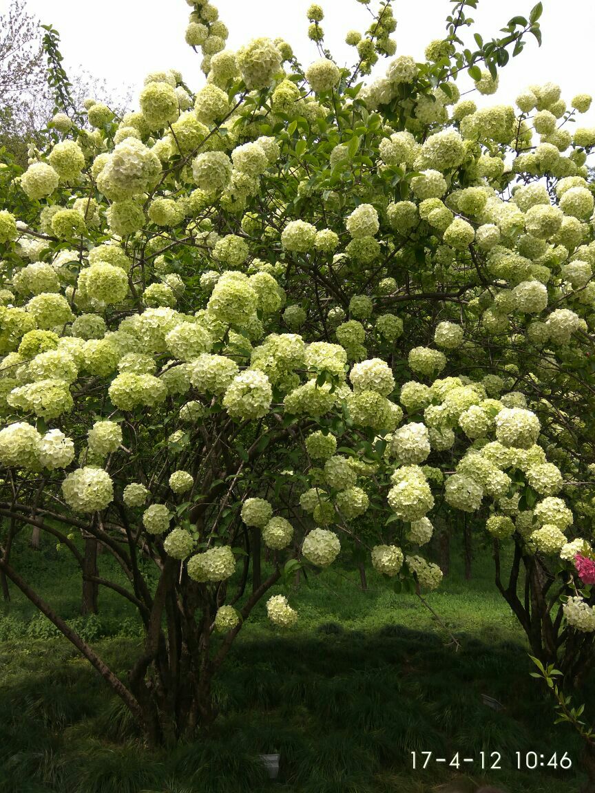 1.园子不同季节门票会有调整,烟花三月最贵。
2.建议的旅游时间是3月底至10月底,最美的时候是在瘦西湖两岸桃花开放的时候,大约3月底到4月初。4.18烟花三月旅游节柳絮飞舞的时候,桃花已经大多败了。
3.此园现在已经扩建了很大,如果时间有限,可以游老园部分,即由徐园至玉版桥,经钓鱼台、五亭桥、熙春台,过二十四桥。
4.