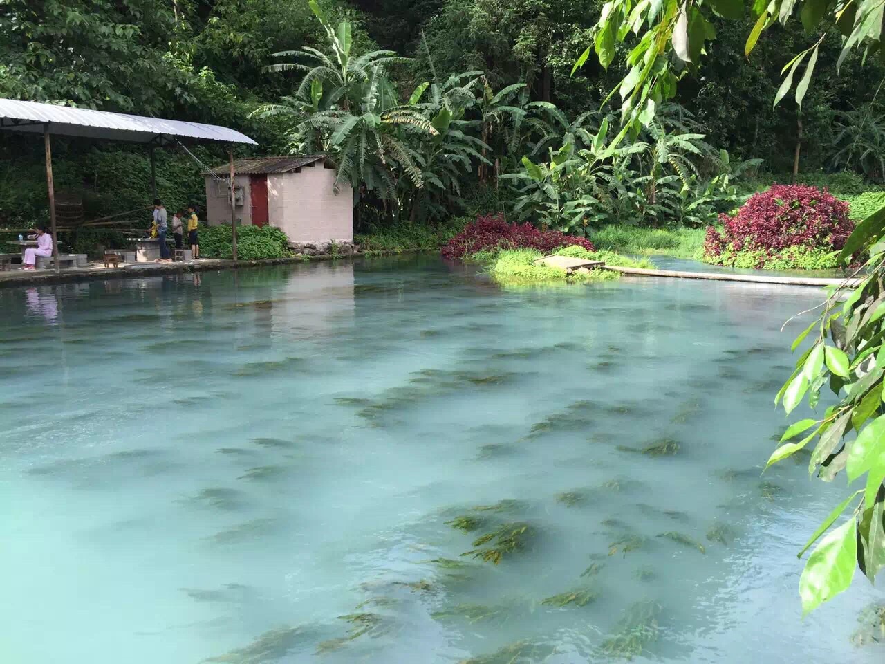 腾冲荷花温泉好玩吗,腾冲荷花温泉景点怎么样_点评