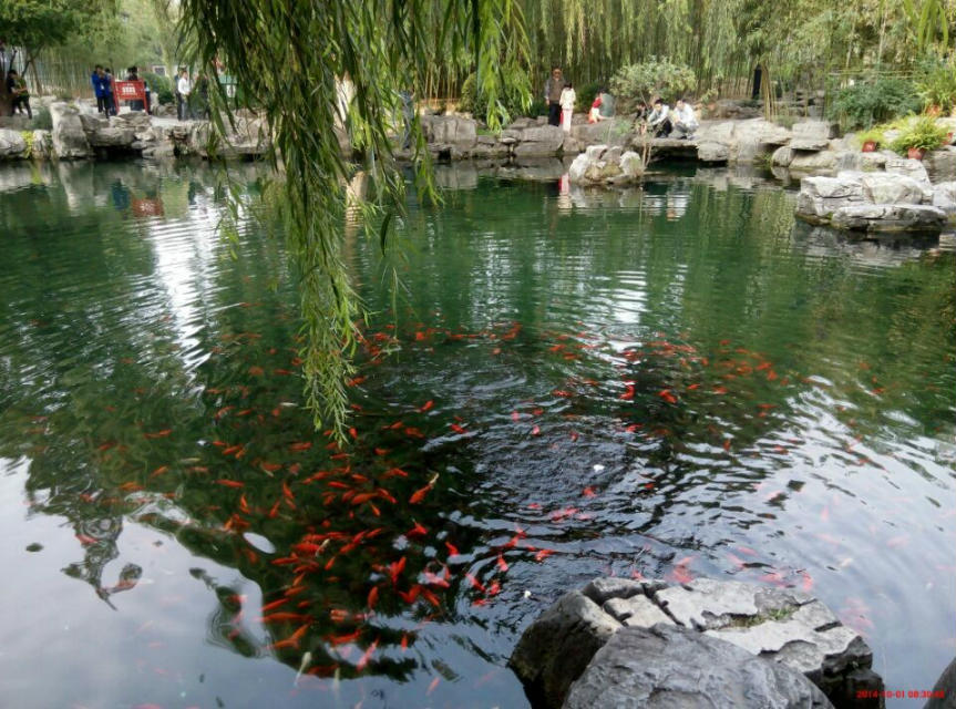 趵突泉景区_风景520 (原创)自游记-泉城济南-第一篇 趵突泉
我对济南最初的认识是老舍的课文《趵突泉》,简单的几十行字为这个叫做泉城的地方抹上了一道活泼而神秘的面纱。忽一日兴起,心血来潮又恰逢周末便一行两人驾车从家乡天津驶往济南。
天津到济南说近不近说远不远,两个城市约莫4到5个小时车程。因为害怕路远疲累,堵车困乏觉得开个一夜应该刚到。特地在周五晚上22点出发,可一路上说说笑笑竟在转天的凌晨2点到达济南,时间尴尬。罢了找了家汗蒸会馆沐浴休息等待第二天的到来。济南的物价总体感觉比天津略低,除了服务