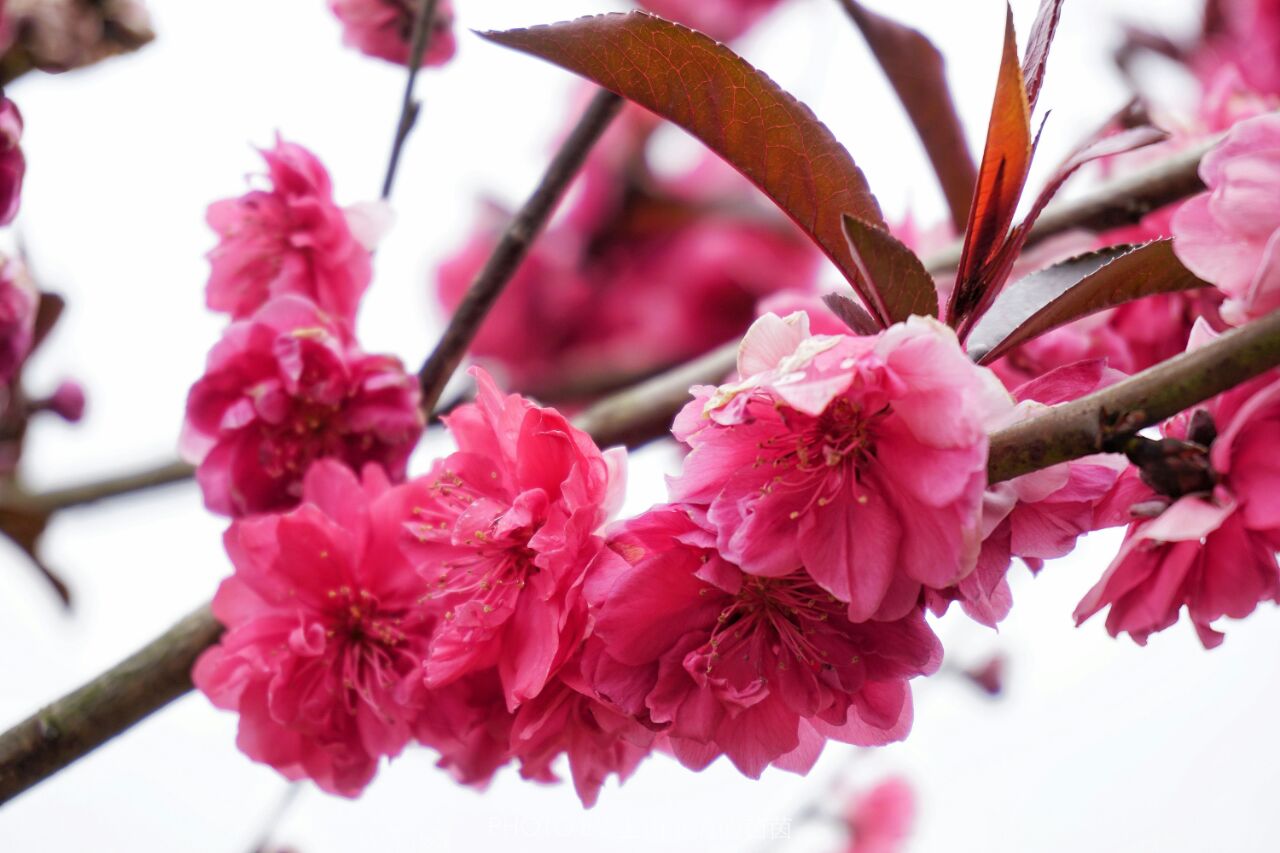 园浪漫樱花樱花园位于"花田广兴"旅游景区中心偏西南,紧邻金堂大道