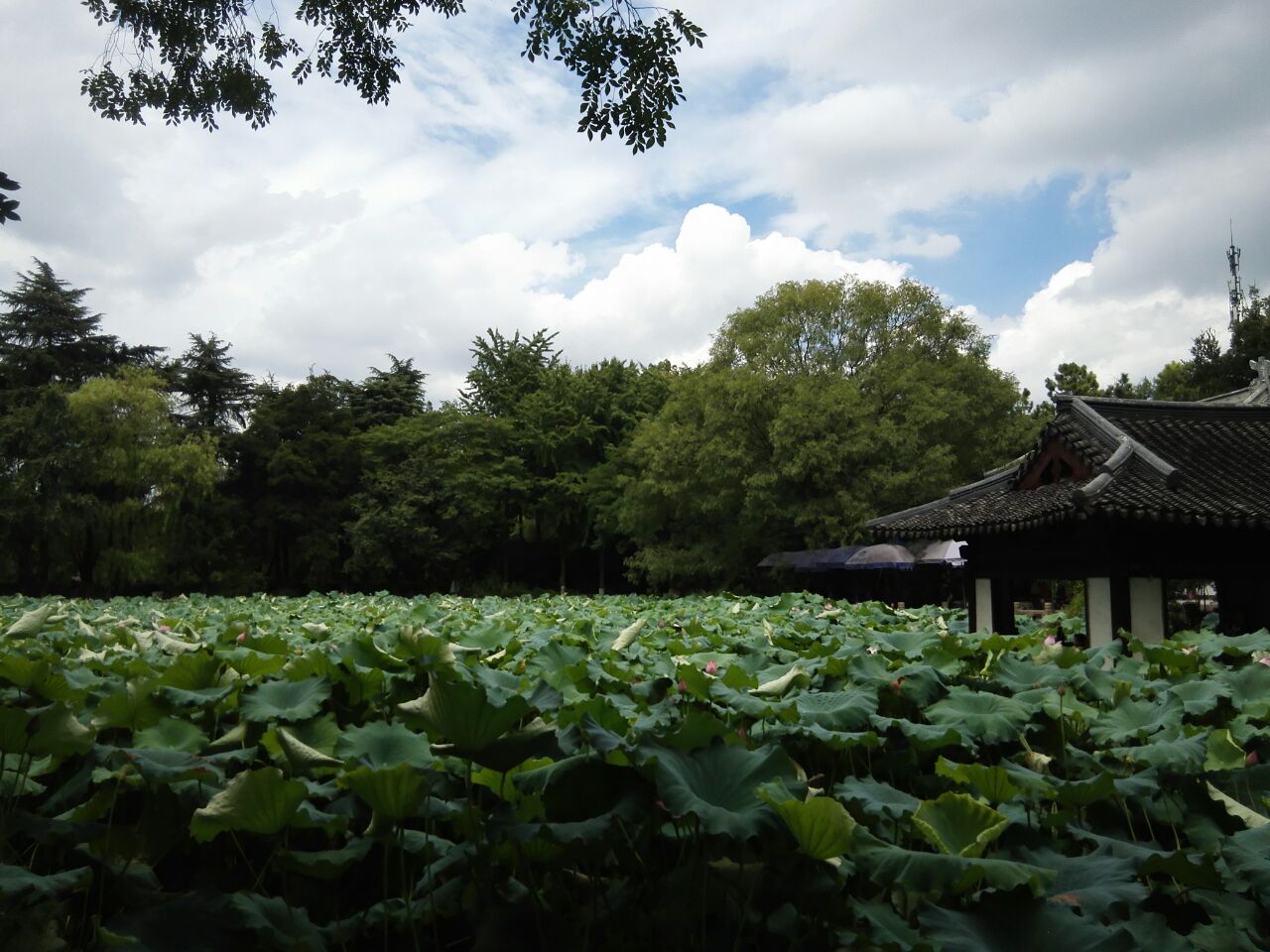 莲花庄
