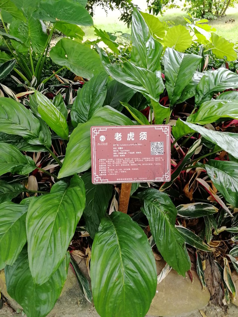 南宁广西药用植物园好玩吗,南宁广西药用植物园景点怎么样_点评_评价