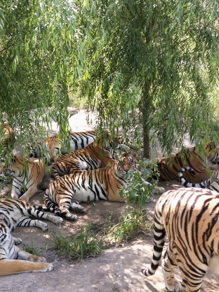 是我去过的老虎最大的野生动物园,以前去过的老虎没有这里大,哈尔滨虎