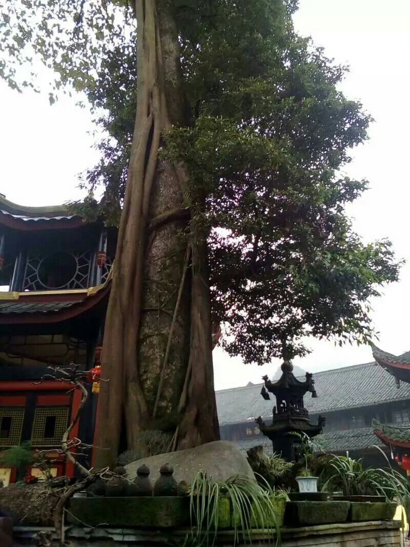 峨眉山报国寺好玩吗,峨眉山报国寺景点怎么样_点评