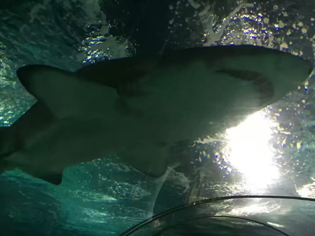 上海海洋水族馆