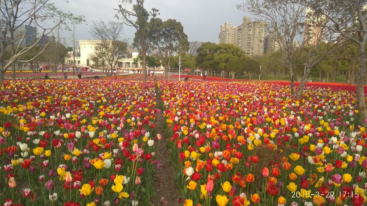 大宁郁金香公园