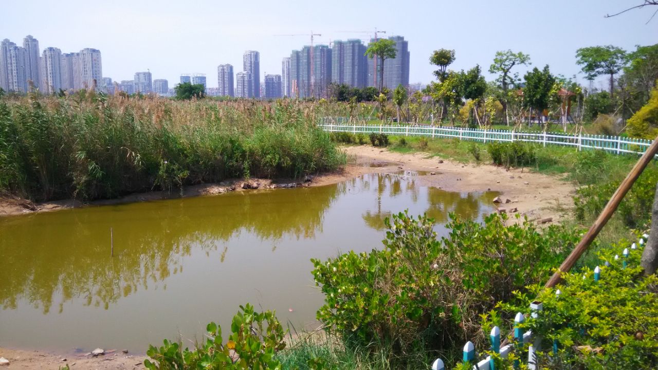 汕头海湾生态湿地公园位于中泰立交桥旁边邻近深汕高速公路自然湿地