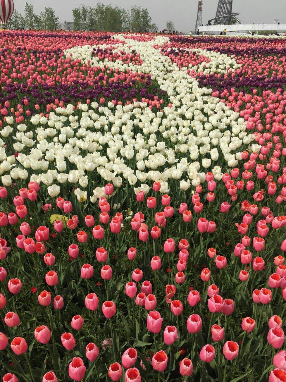 4月份,荷兰花海的花太美太漂亮了