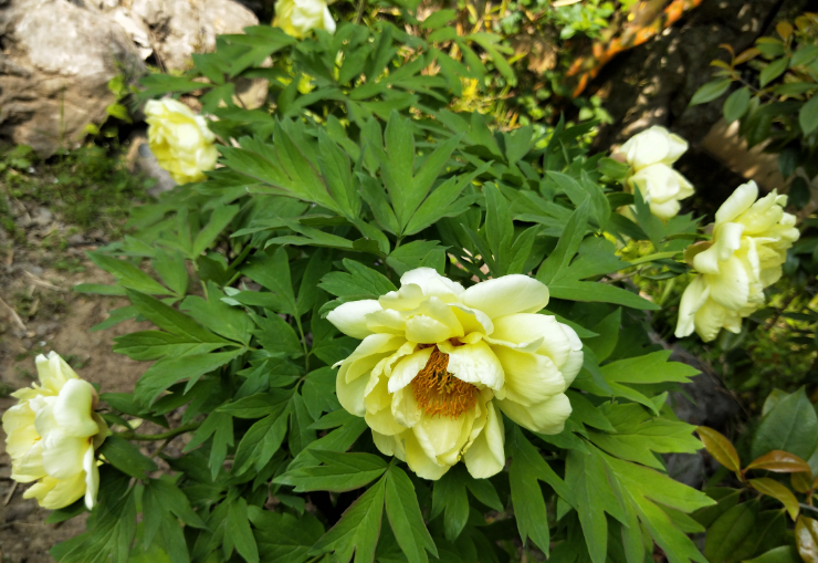 黄牡丹,暮春时节的花王风范