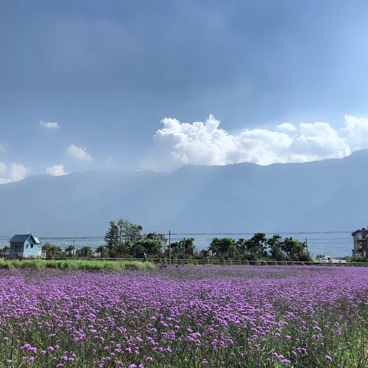 云海芳草千亩花卉博览园