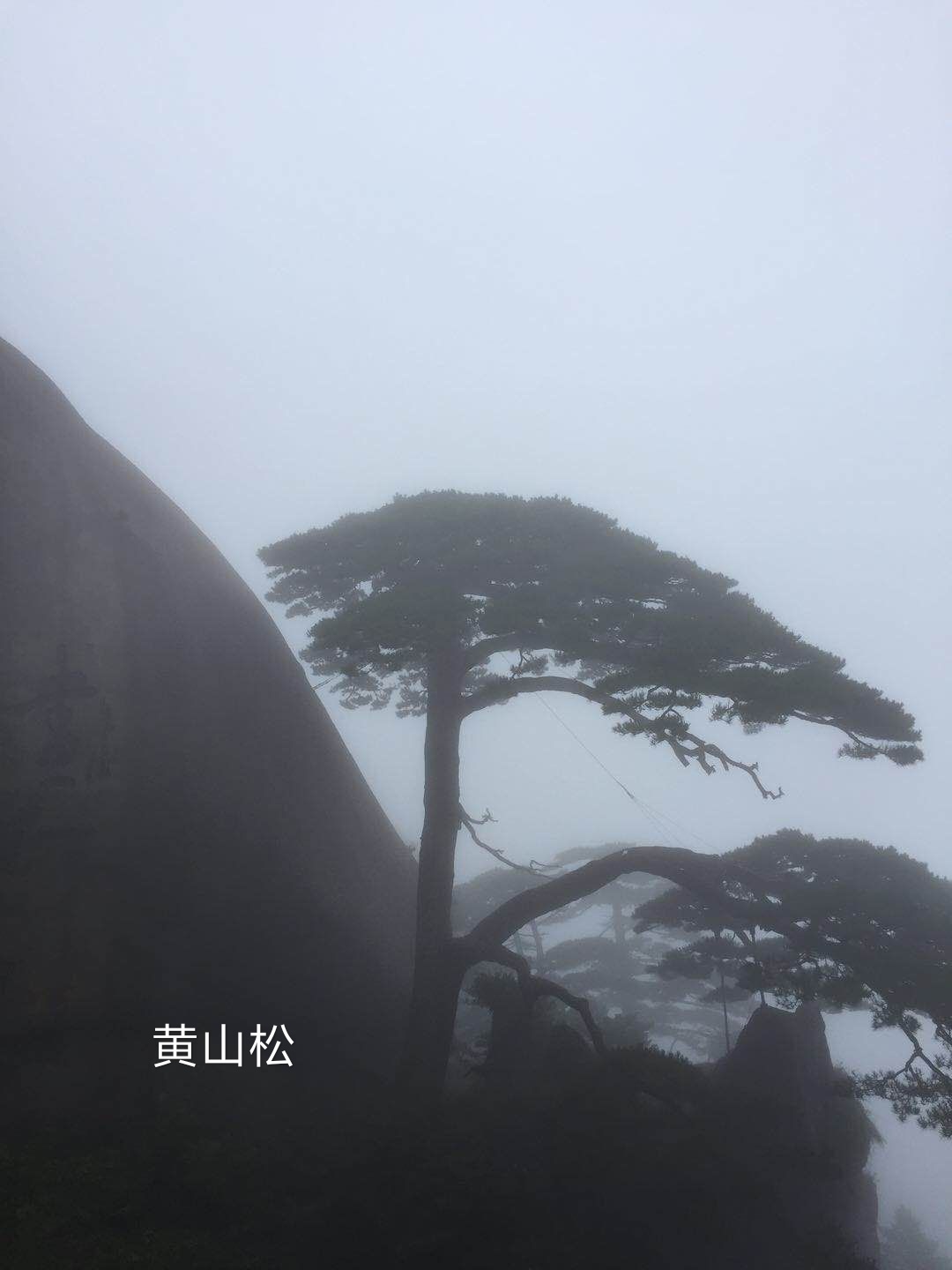 黄山青松》穿土破石蟠景龙,高山原野挺青松.