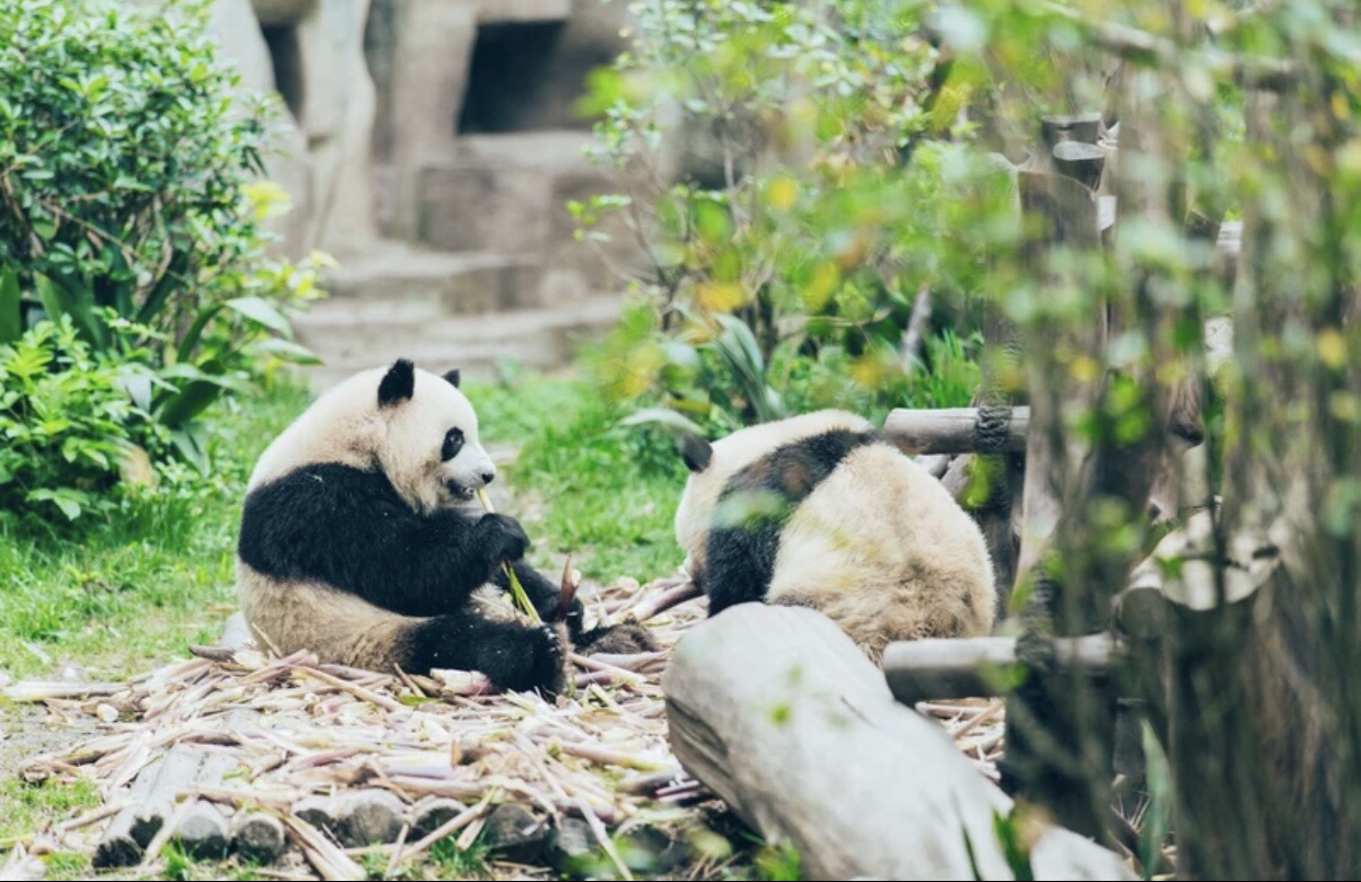 成都大熊猫繁育研究基地