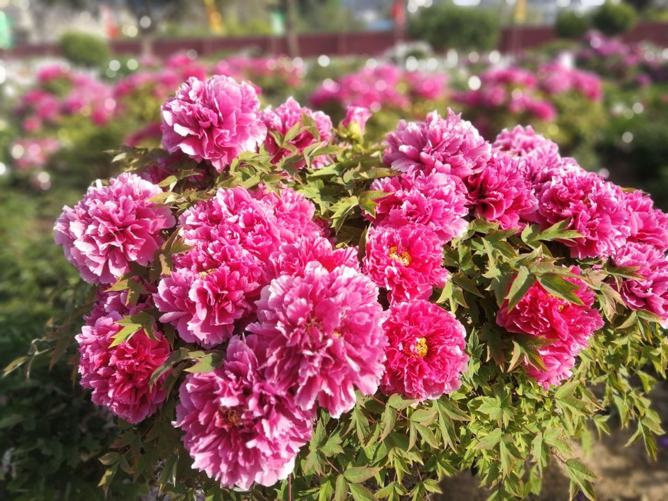 菏泽曹州百花园好玩吗,菏泽曹州百花园景点怎么样