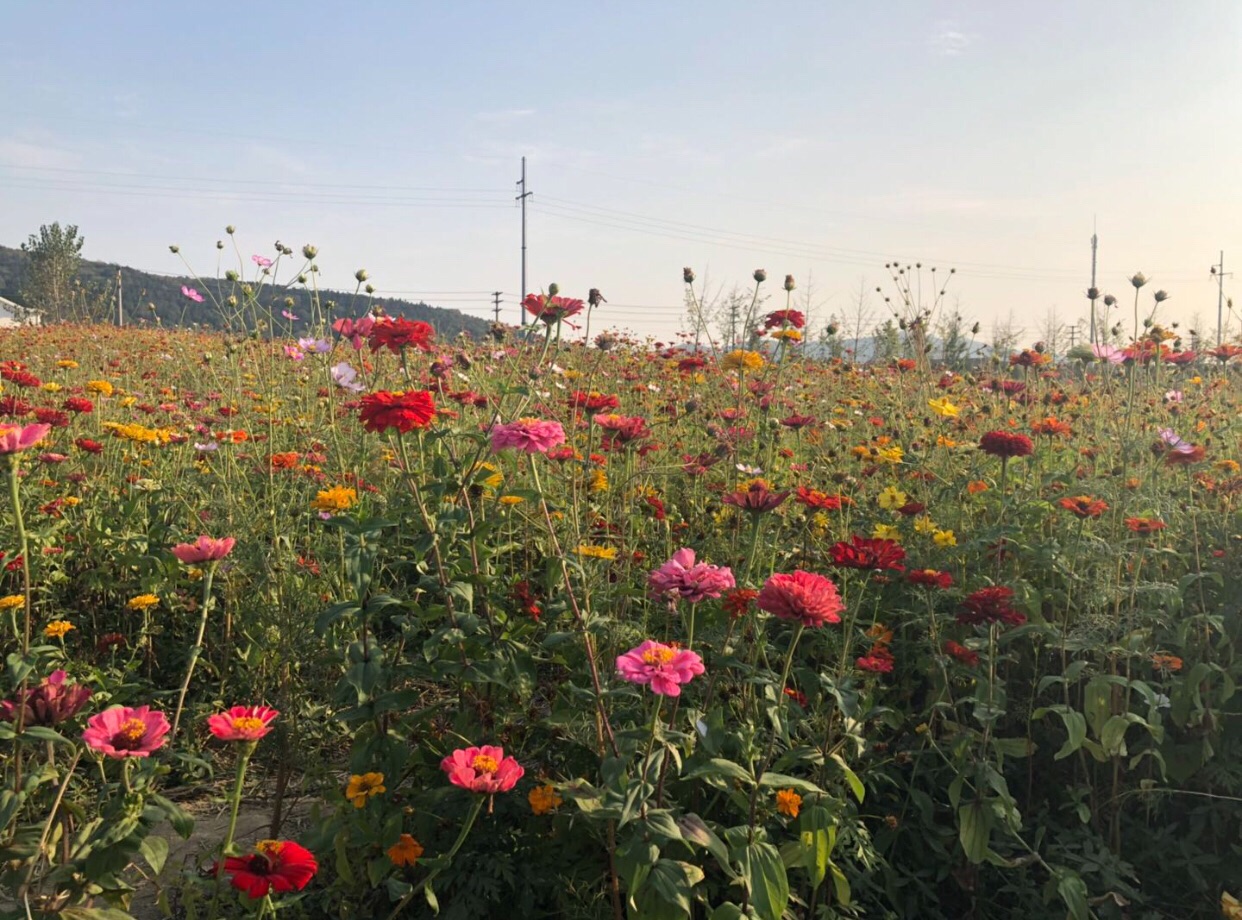 无锡九龙湾花彩小镇好玩吗,无锡九龙湾花彩小镇景点样
