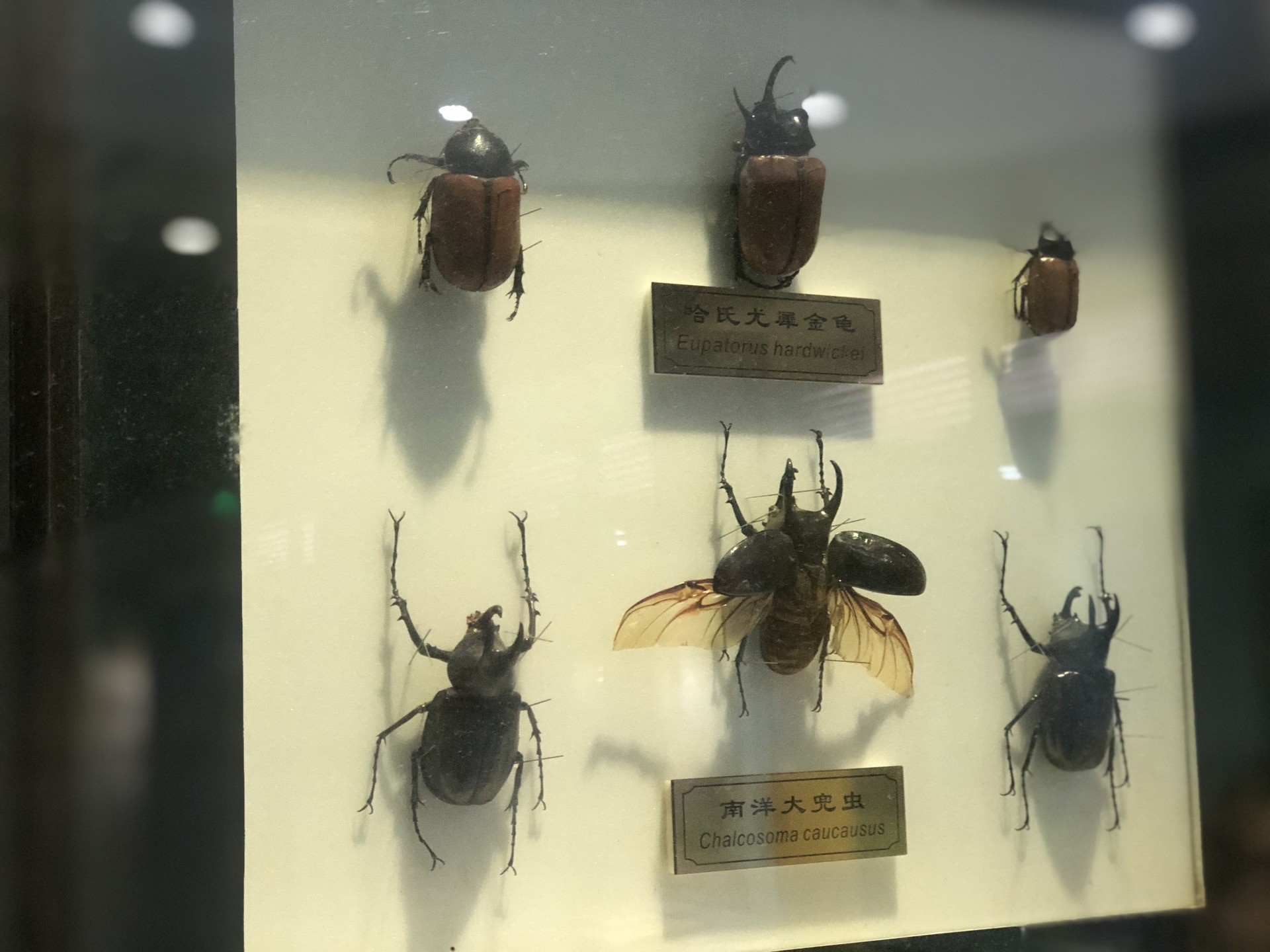 上海昆虫博物馆