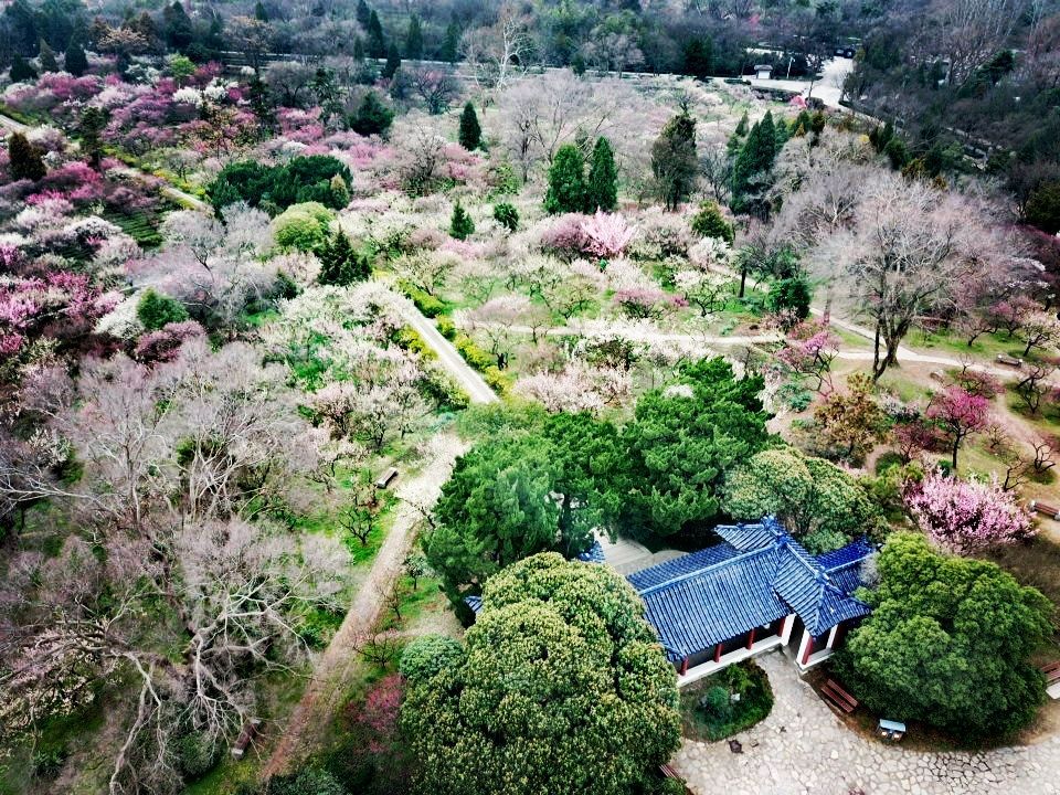 南京梅花山攻略,南京梅花山门票/游玩攻略/地址/图片/门票价格【携程