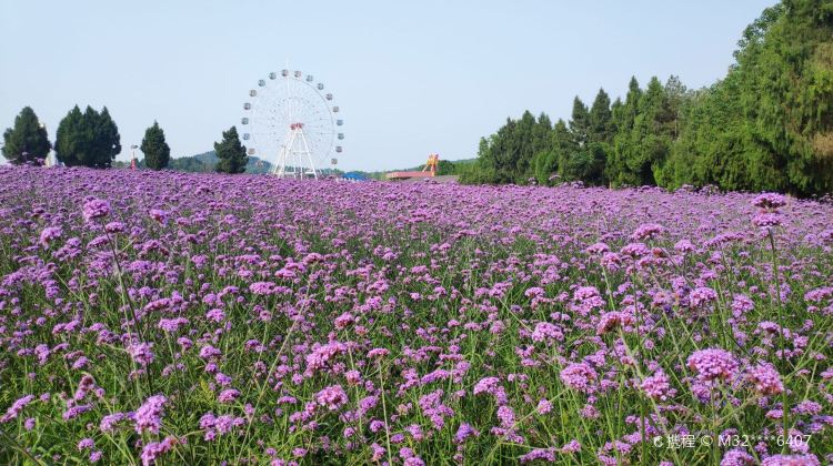 绵阳原香国际香草园游玩攻略-原香国际香草园门票多少