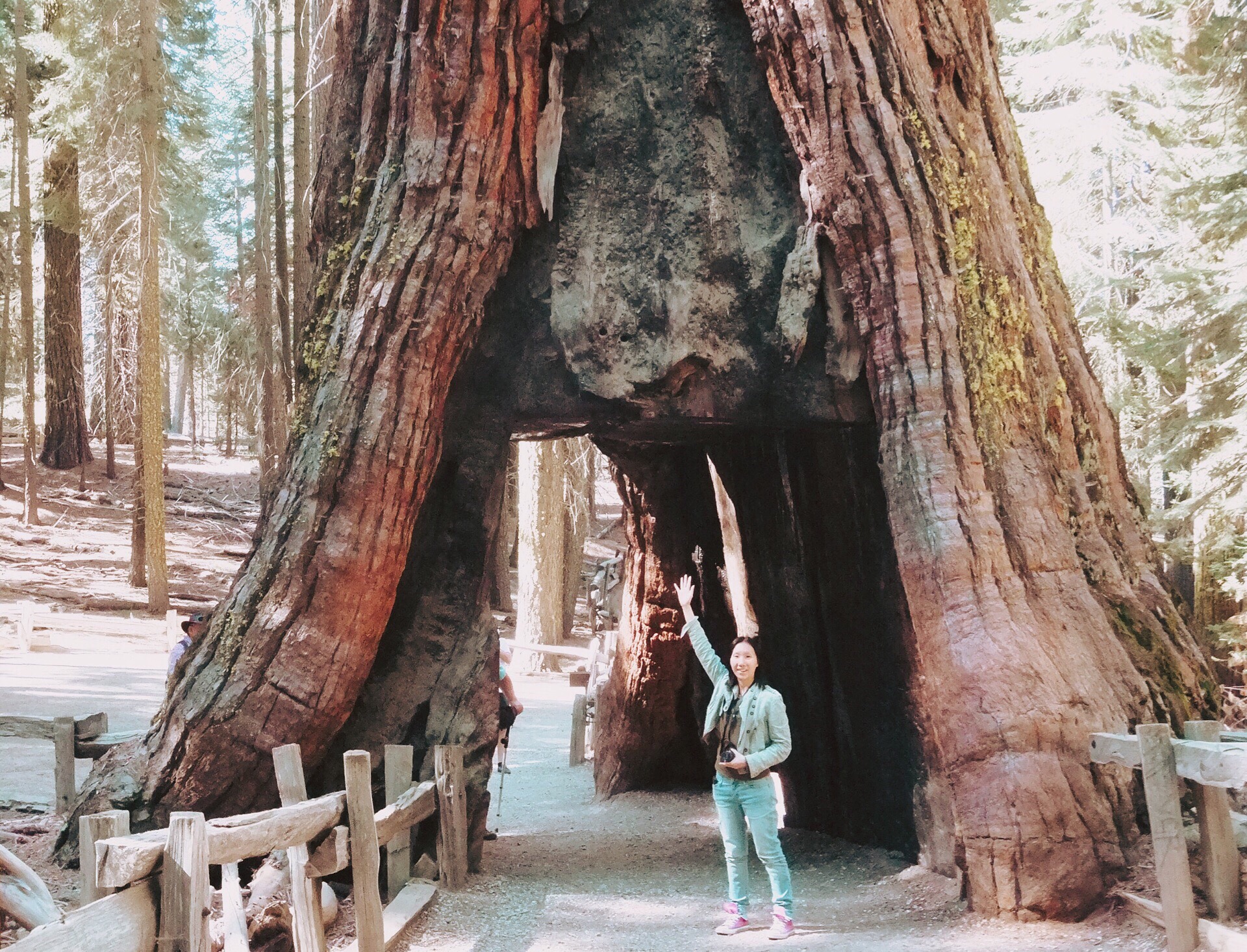 传说中的世界树，举托起生命的巨杉 - 哔哩哔哩