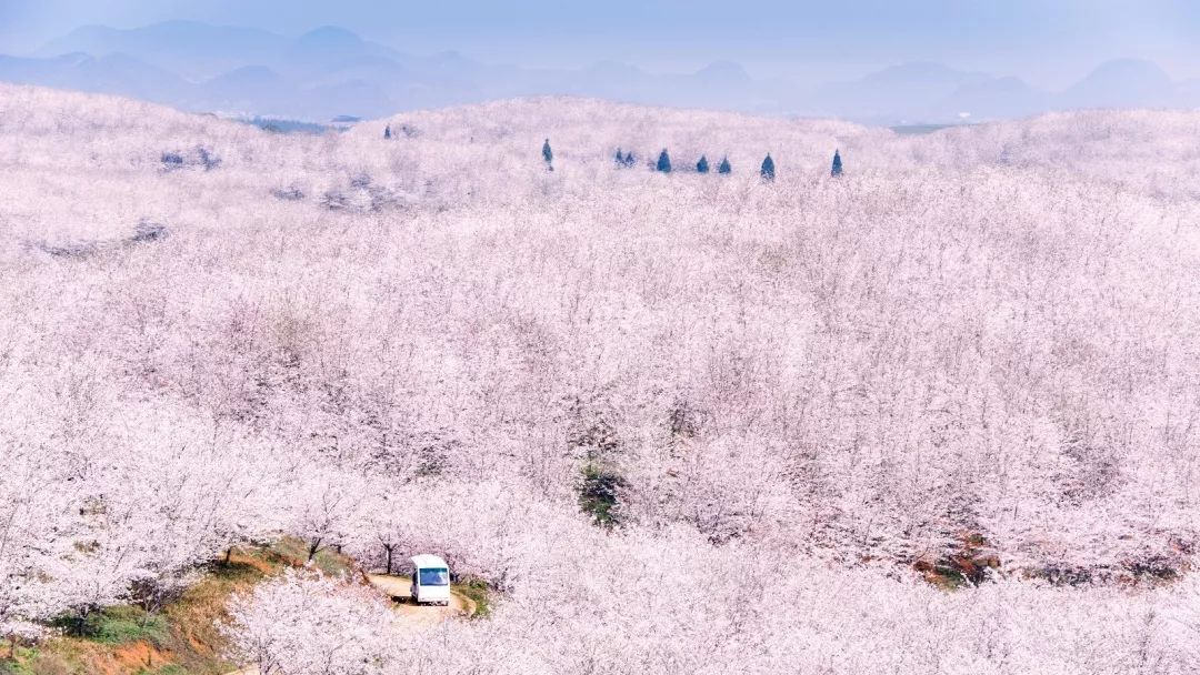 平坝农场樱花园